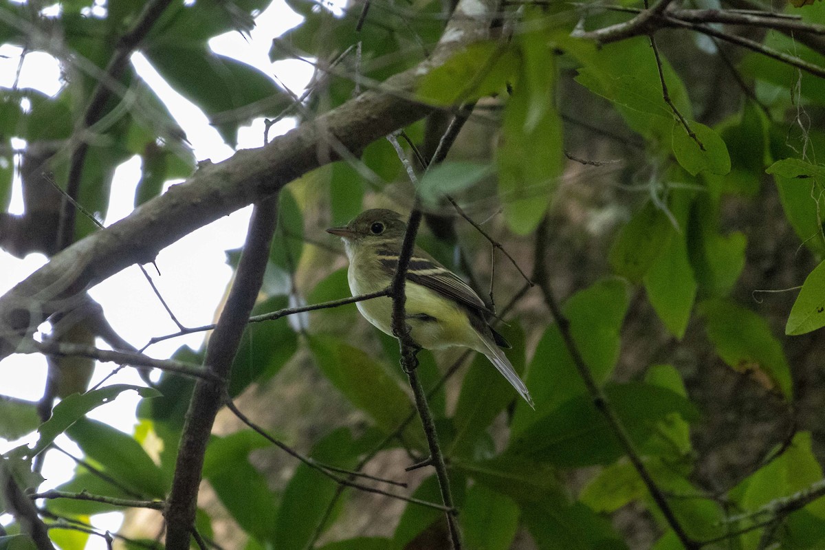 Acadian Flycatcher - ML623898557