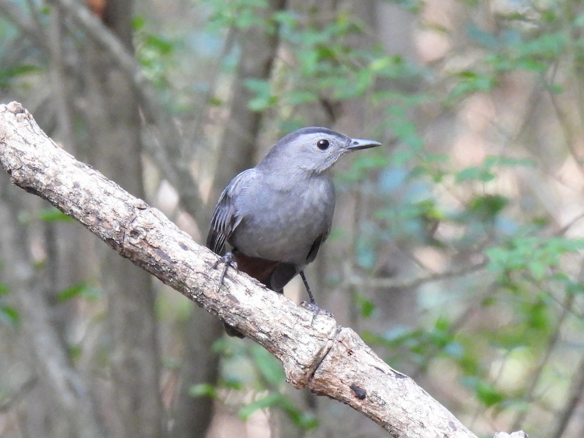 Gray Catbird - ML623898558