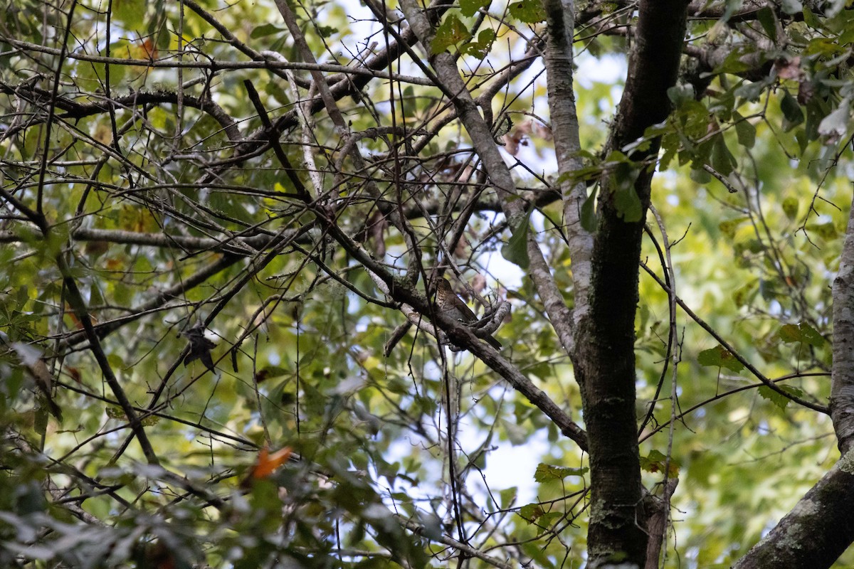 Swainson's Thrush - ML623898559