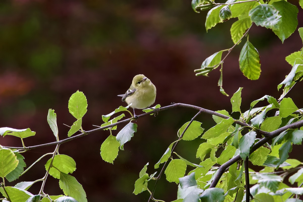 Bay-breasted Warbler - ML623898560