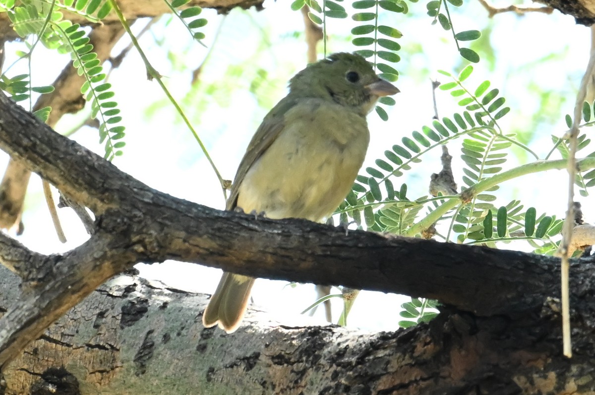 Painted Bunting - ML623898561