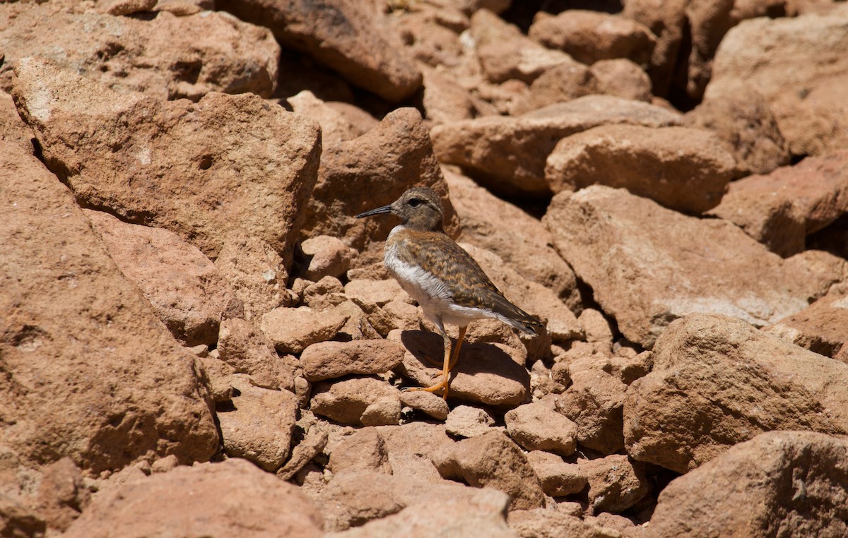 Diademed Sandpiper-Plover - ML623898583