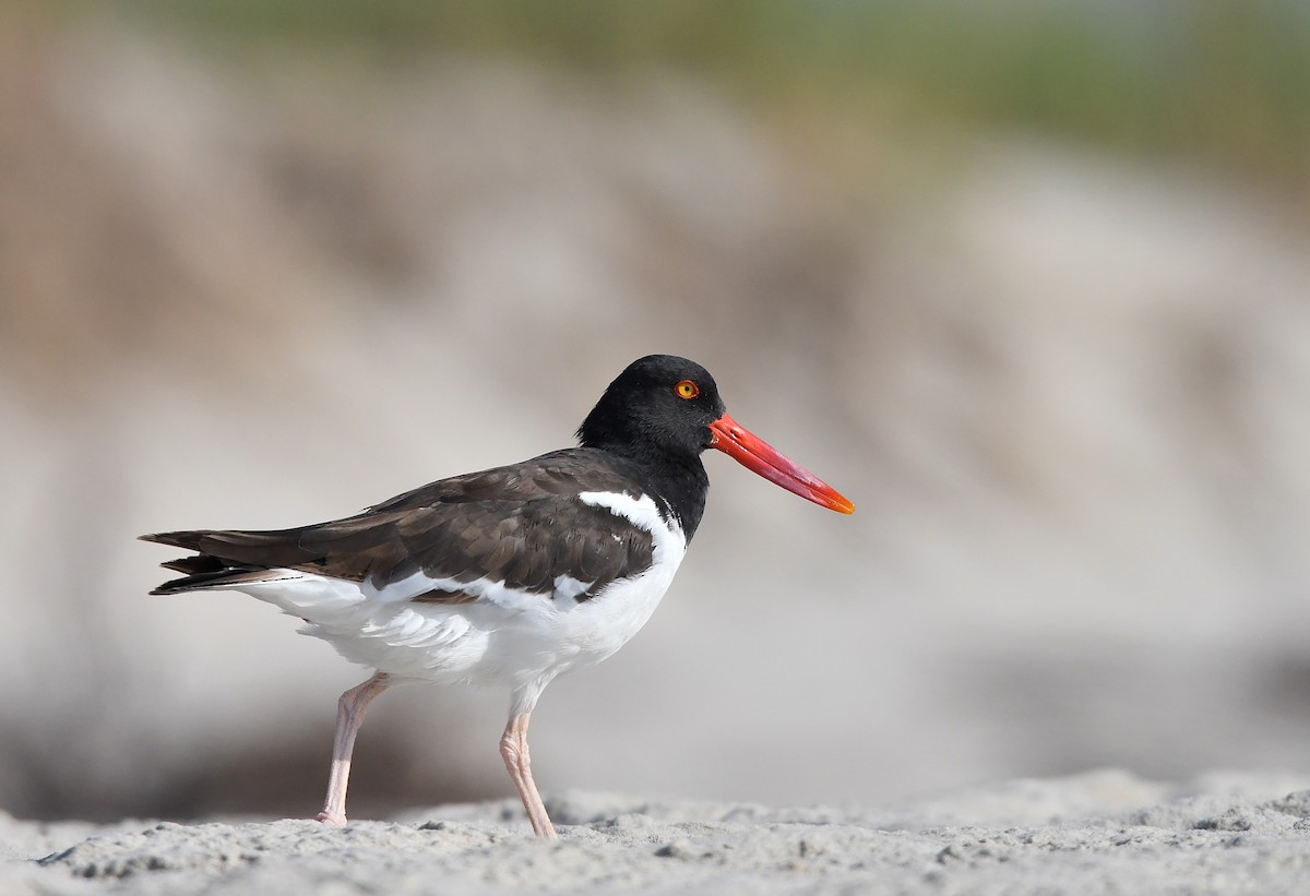 American Oystercatcher - ML623898585