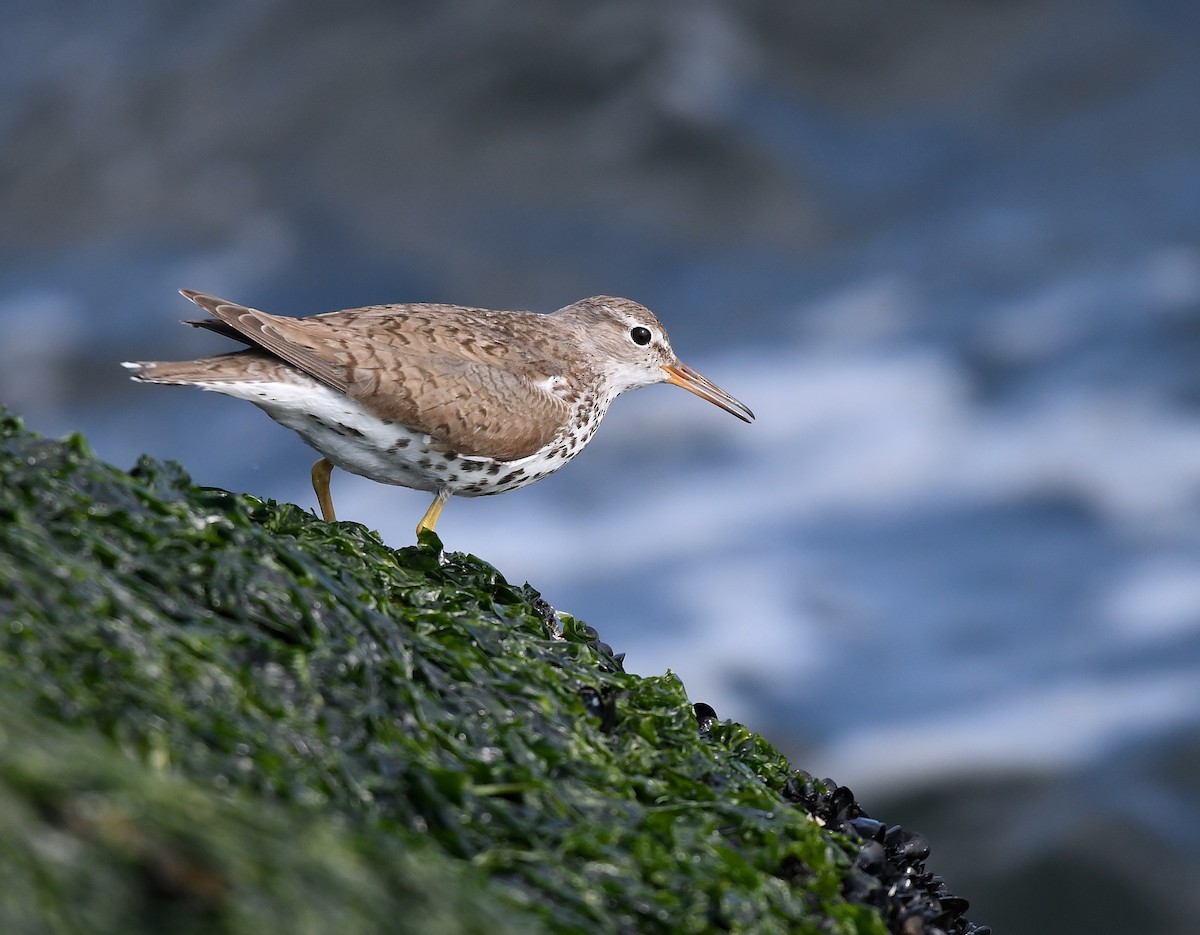 Spotted Sandpiper - ML623898589