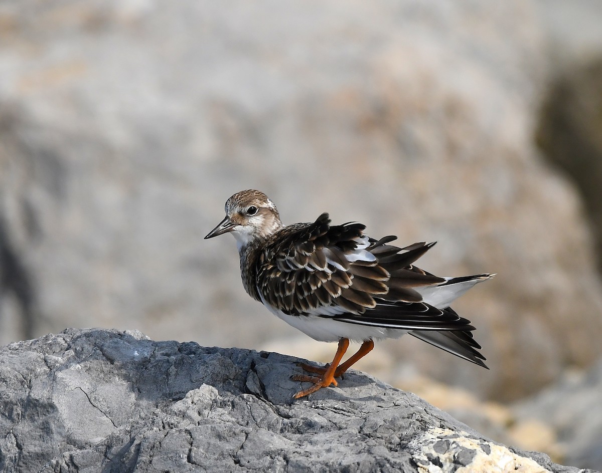 Ruddy Turnstone - ML623898592