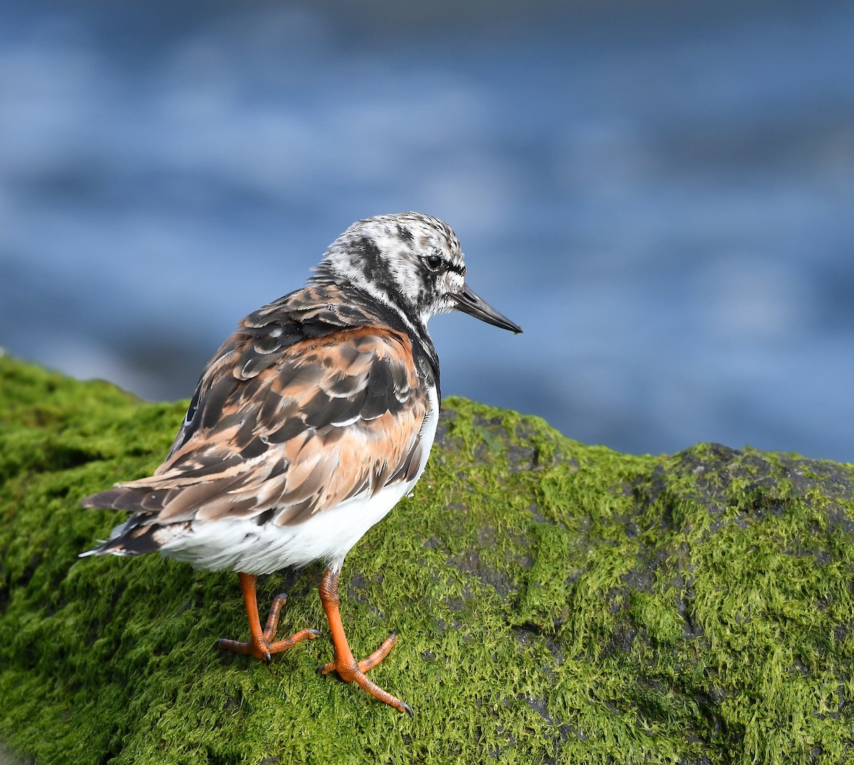 Ruddy Turnstone - ML623898593