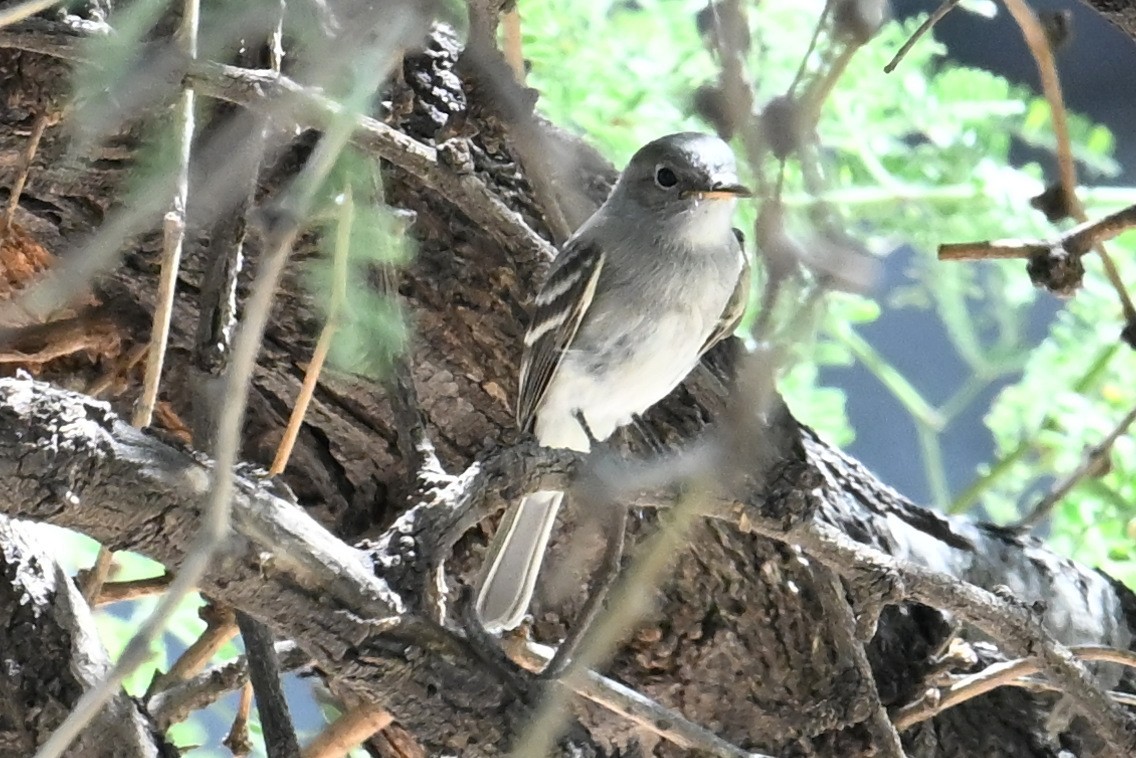 Gray Flycatcher - ML623898594