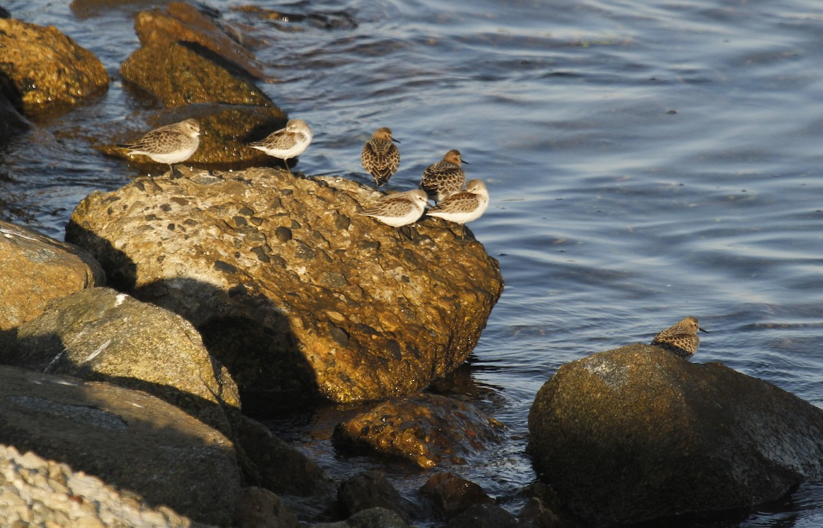 Baird's Sandpiper - ML623898595