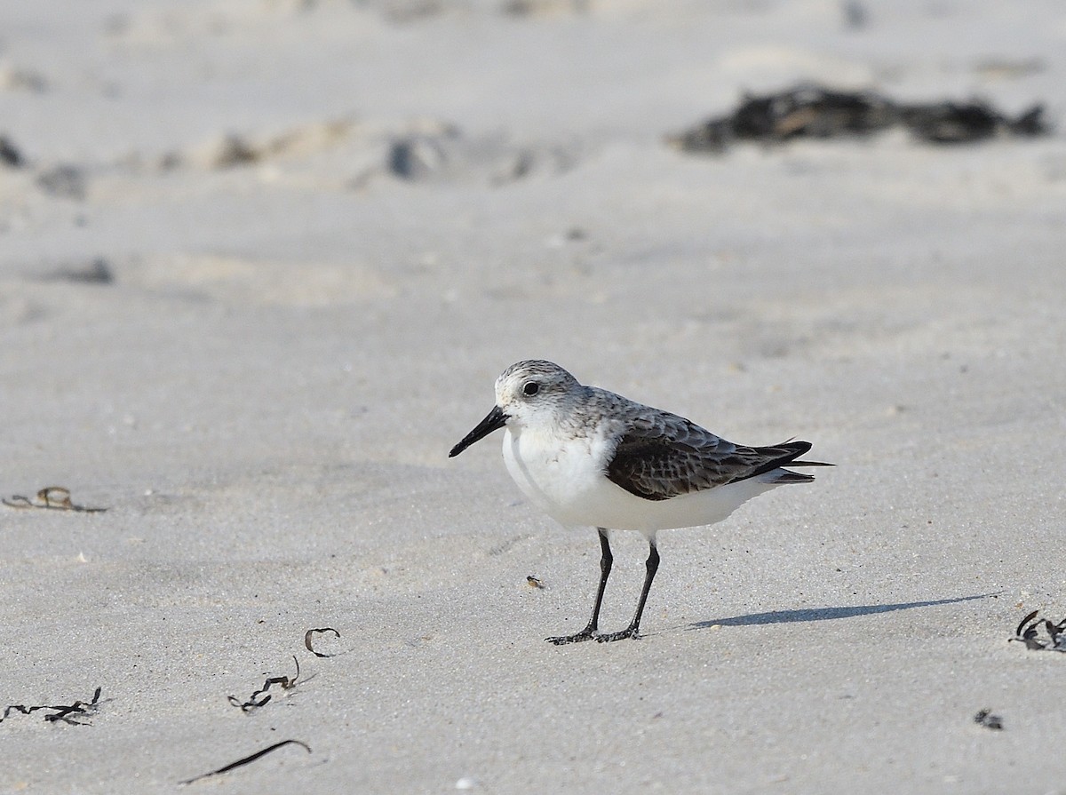 Bécasseau sanderling - ML623898596