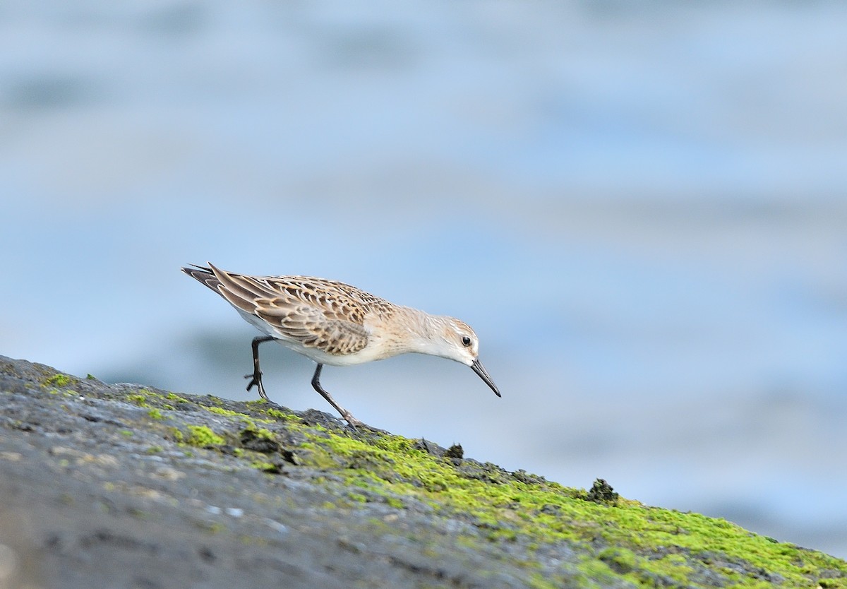 Semipalmated Sandpiper - ML623898602