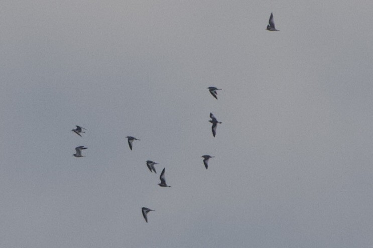 Sabine's Gull - ML623898604