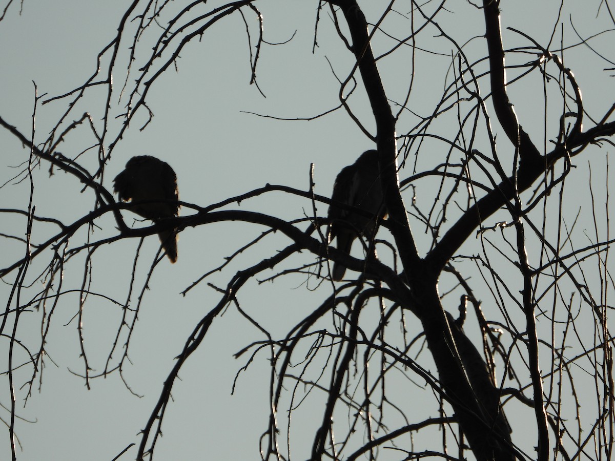 White-winged Dove - ML623898605