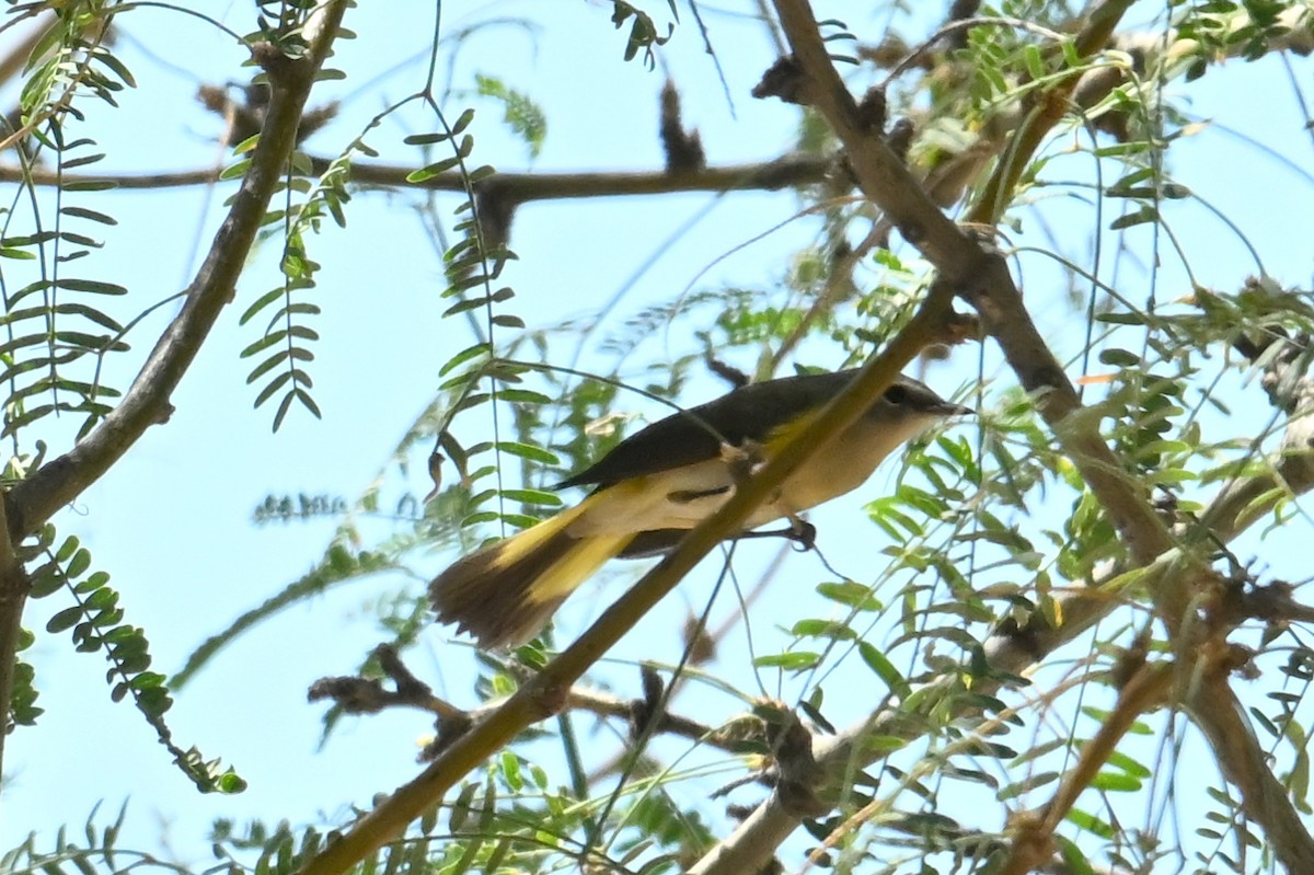 סבכון חכלילי - ML623898606