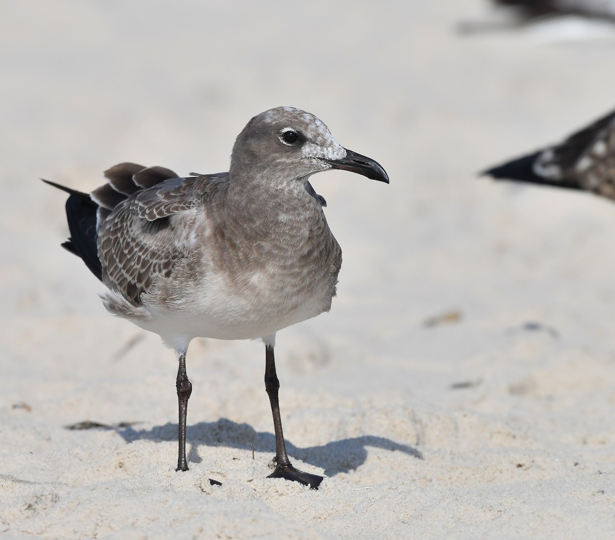 Mouette atricille - ML623898607