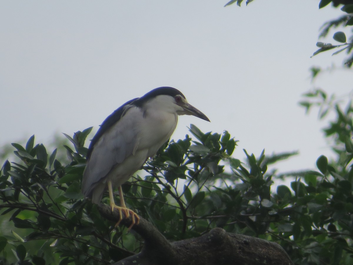 Black-crowned Night Heron - ML623898609