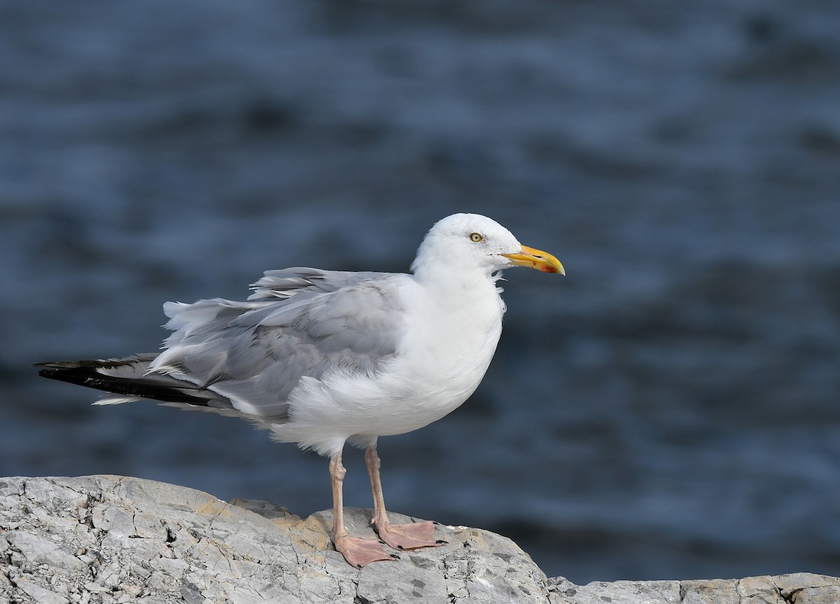 Goéland argenté - ML623898610