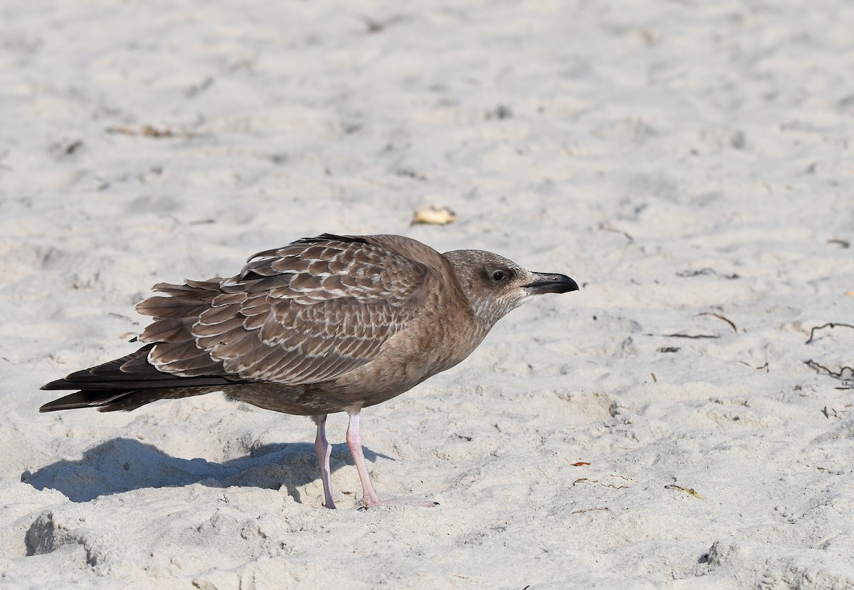 Herring Gull - ML623898611