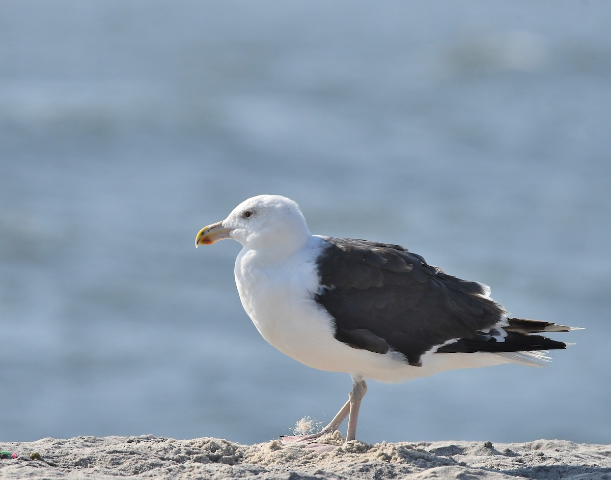 Great Black-backed Gull - ML623898612