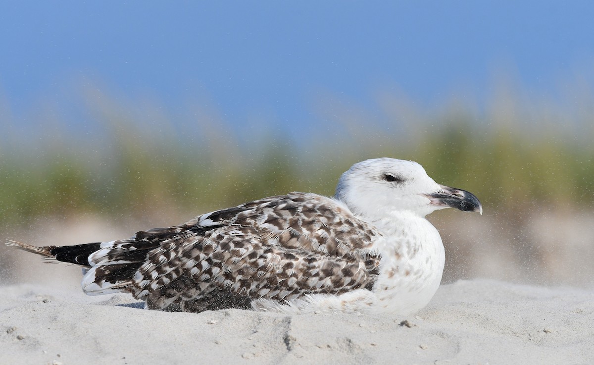 Great Black-backed Gull - ML623898613