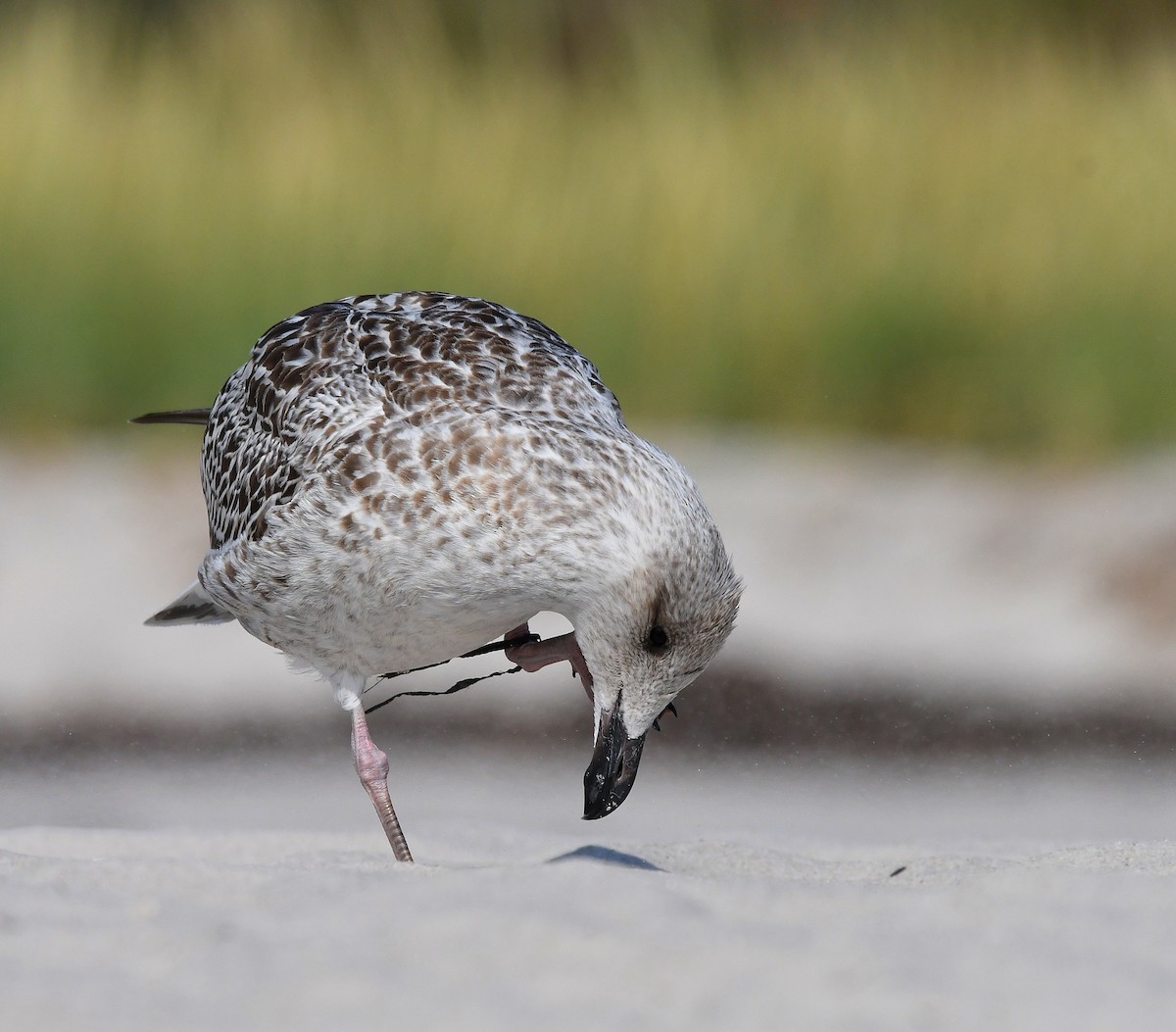 Great Black-backed Gull - ML623898614