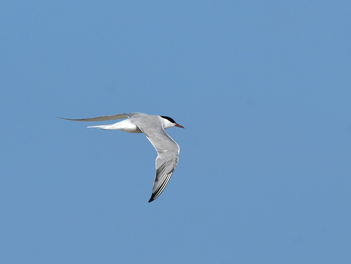 Common Tern - ML623898616