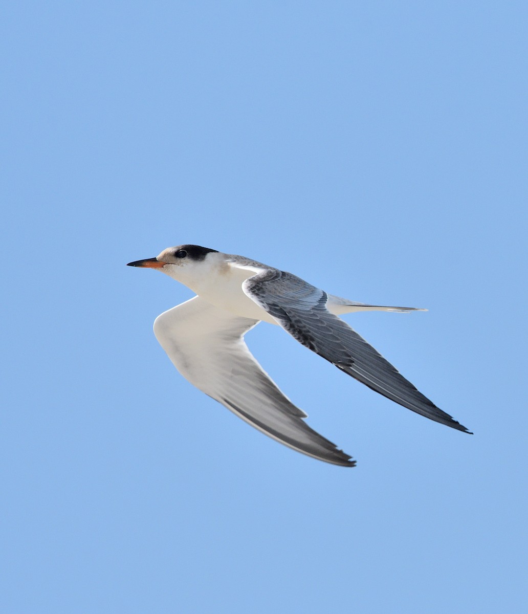 Common Tern - ML623898617