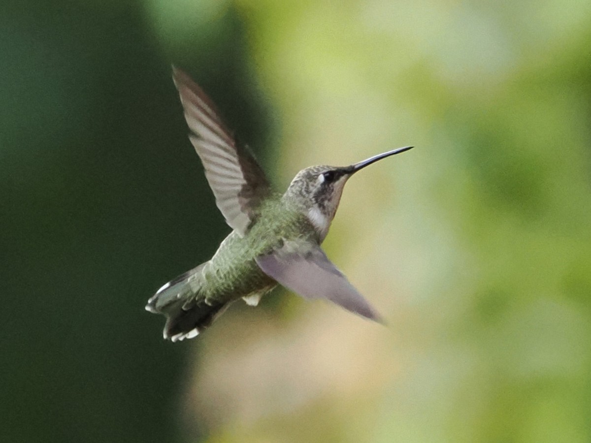 Black-chinned Hummingbird - ML623898625