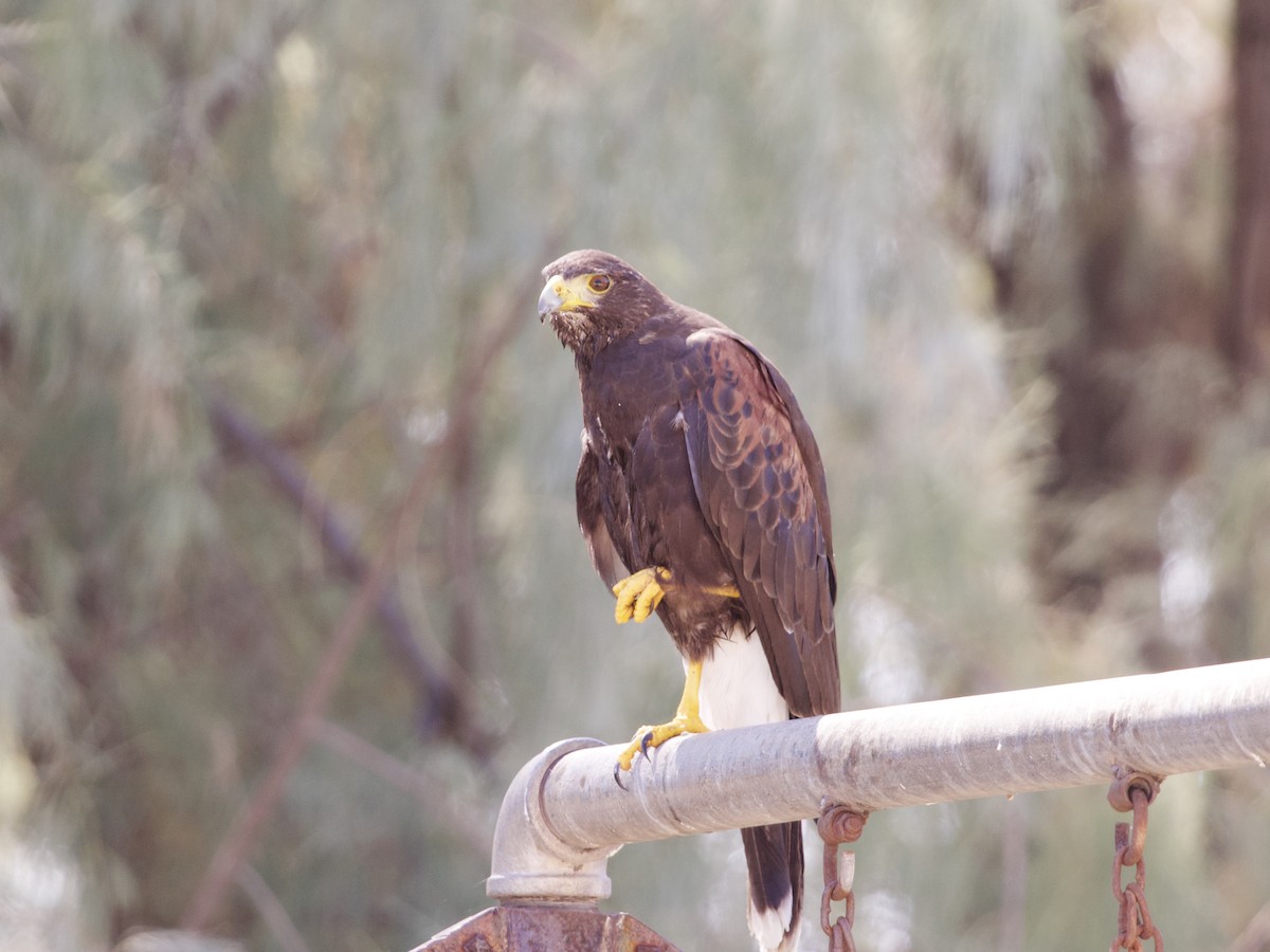 Harris's Hawk - ML623898630