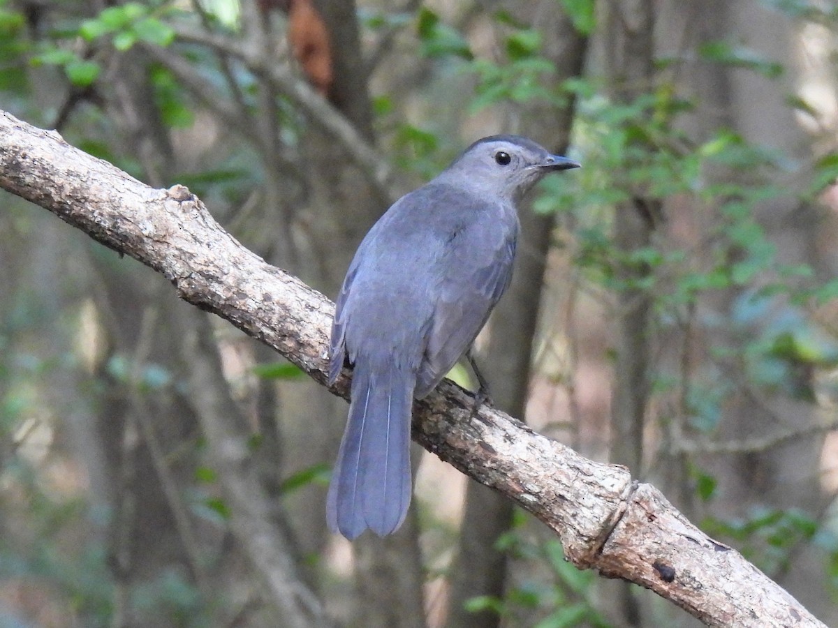 Gray Catbird - ML623898632