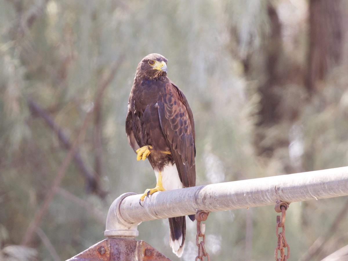 Harris's Hawk - ML623898635