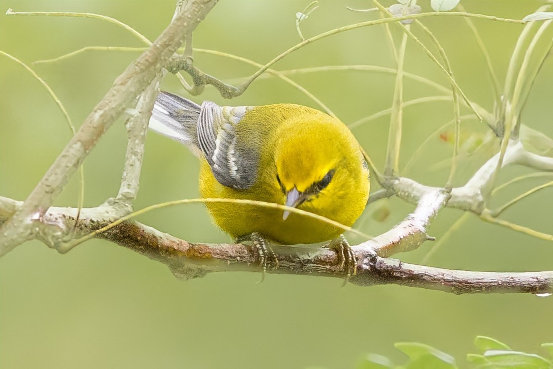 Blue-winged Warbler - ML623898636