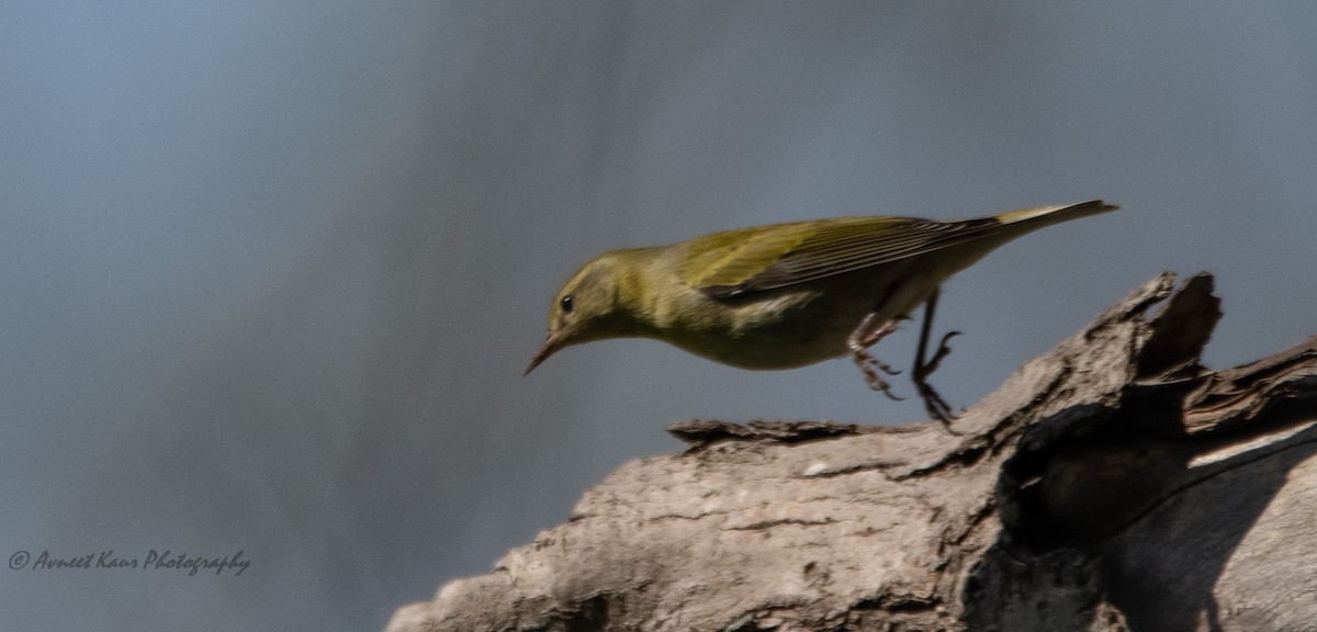 Tennessee Warbler - ML623898653