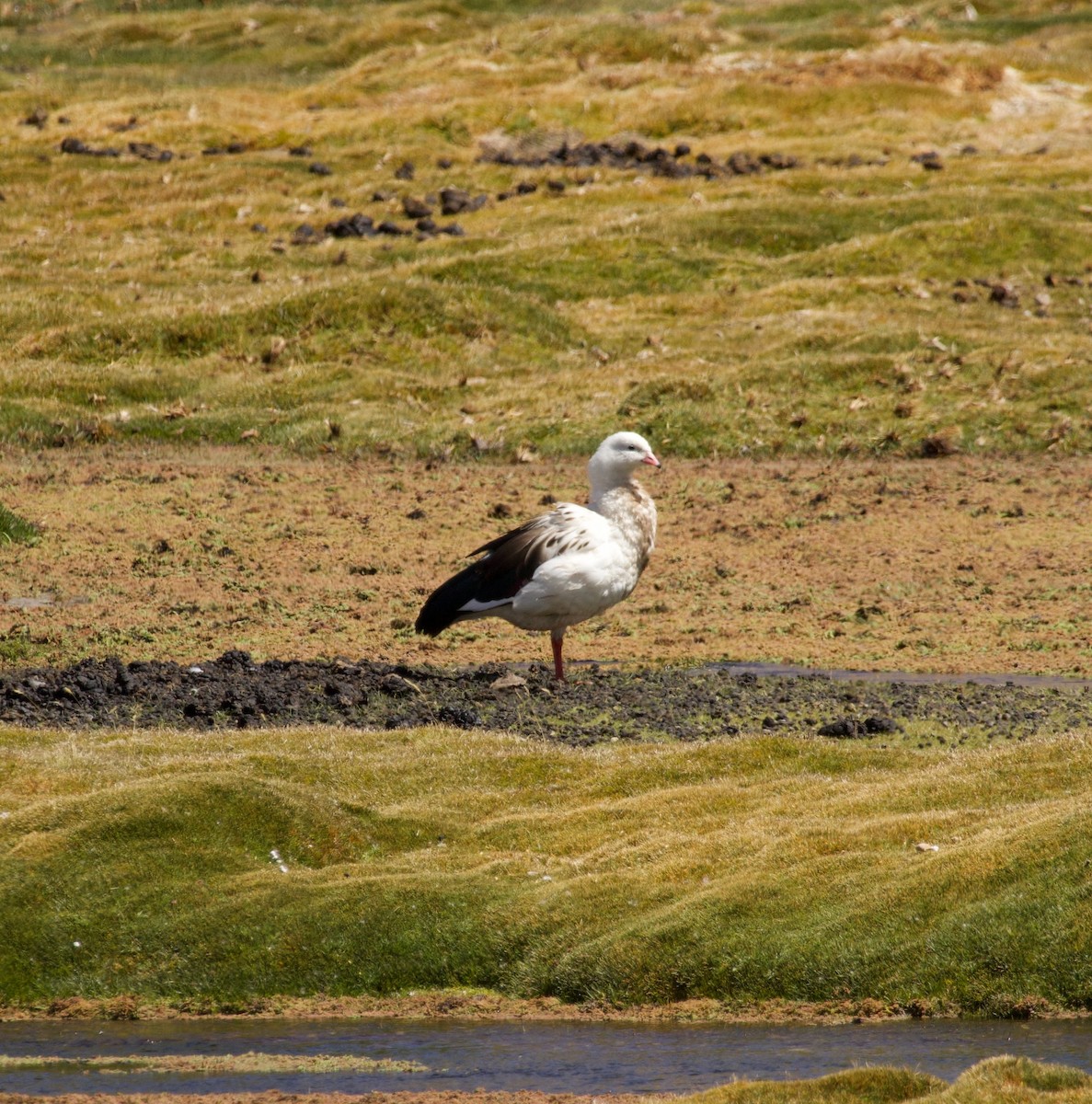 Andean Goose - ML623898656