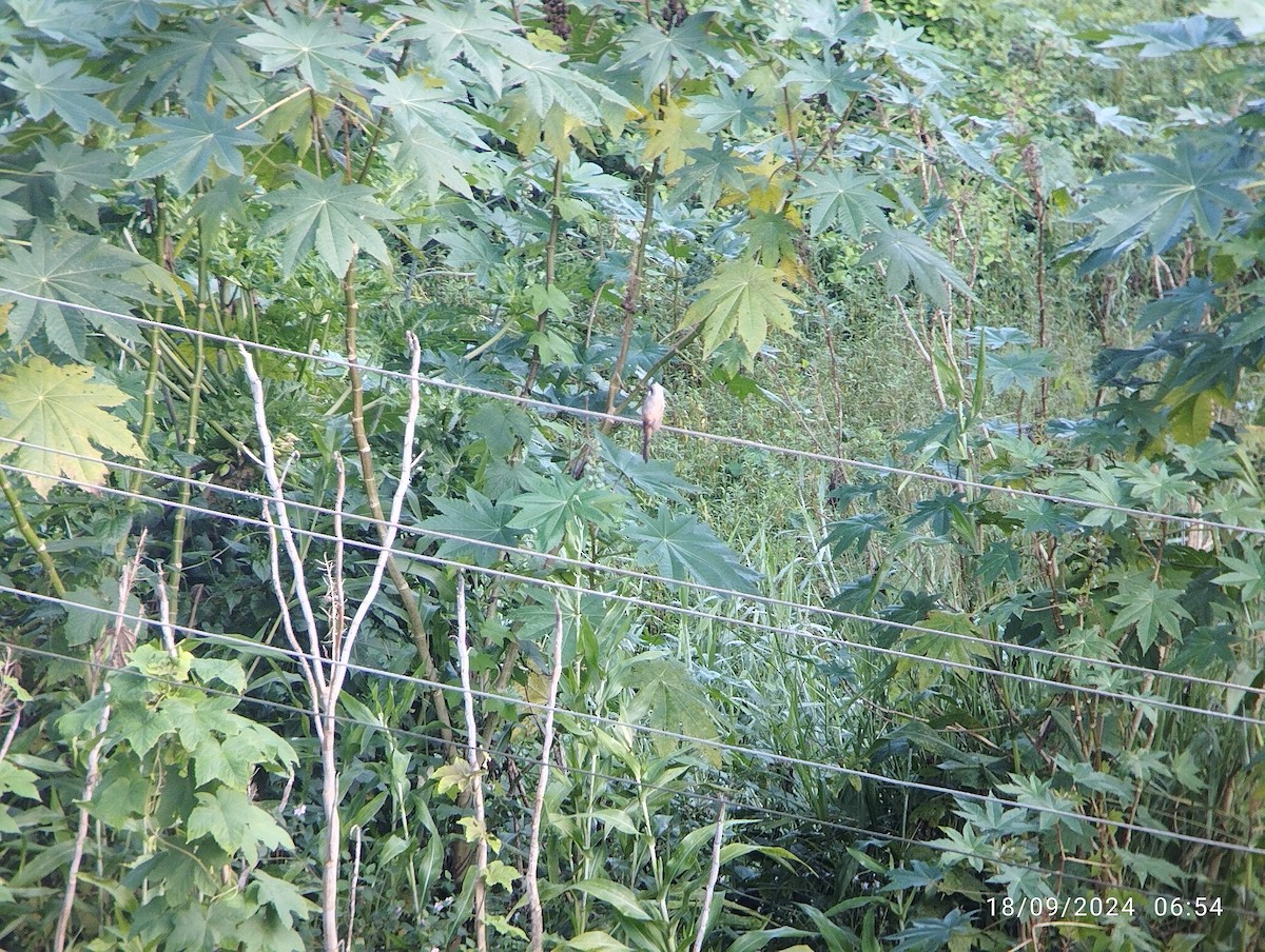 Gray-backed Shrike - Sandeep Kumar Reddy Gangasani