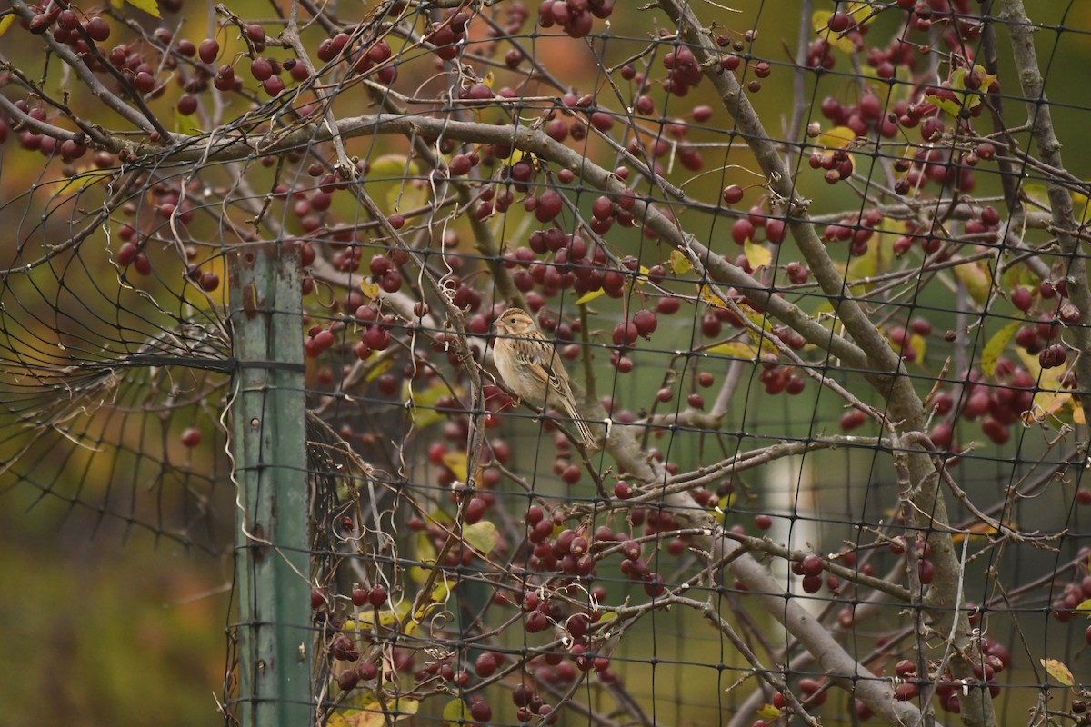 Clay-colored Sparrow - ML623898660