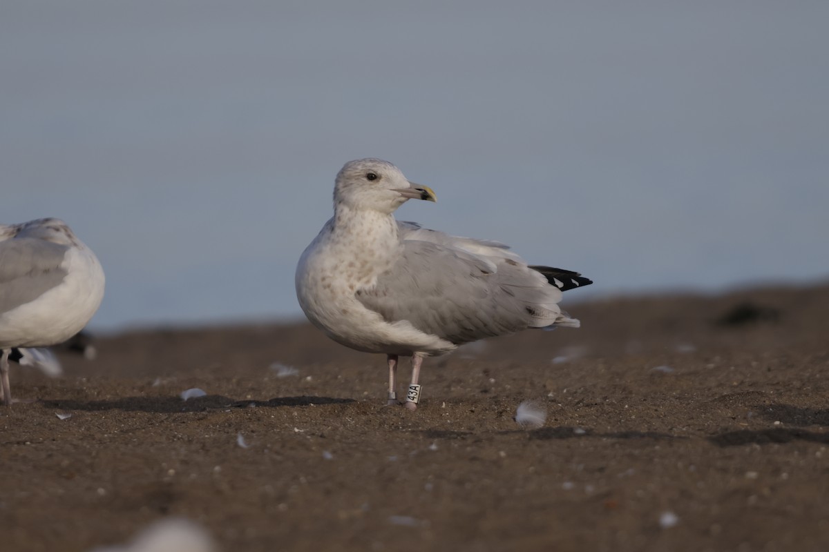 Goéland argenté - ML623898662