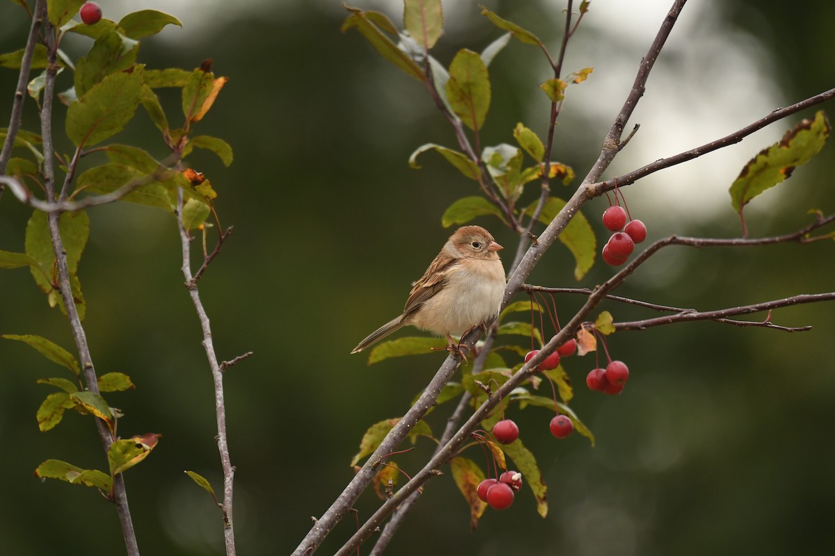 Field Sparrow - ML623898666