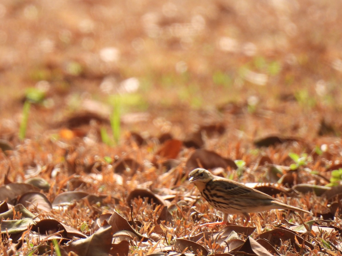 Pipit à dos olive - ML623898670