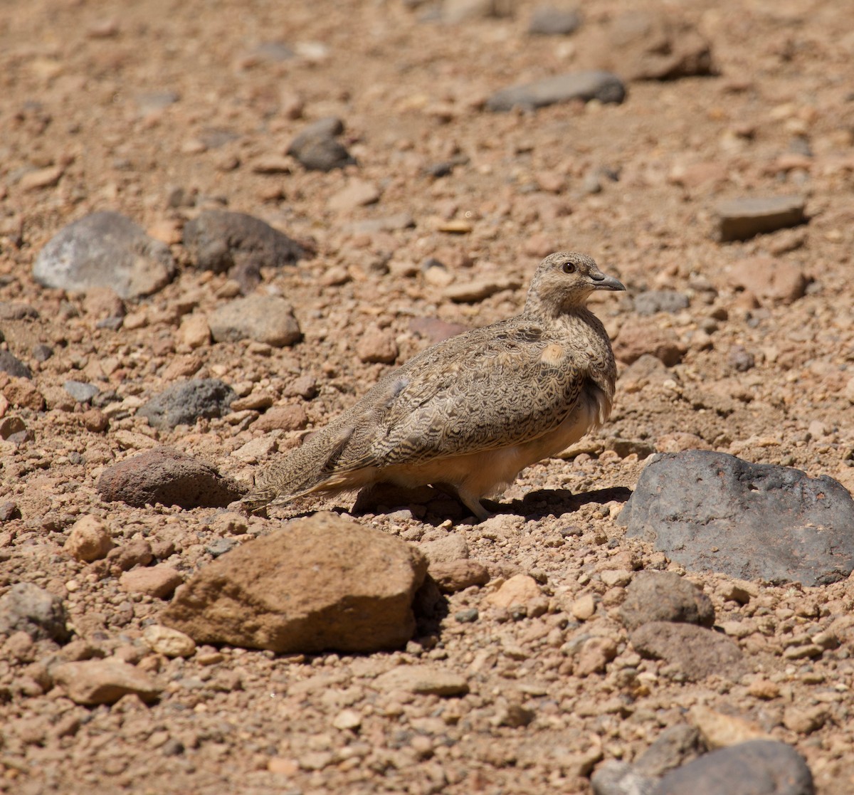 Rufous-bellied Seedsnipe - ML623898671