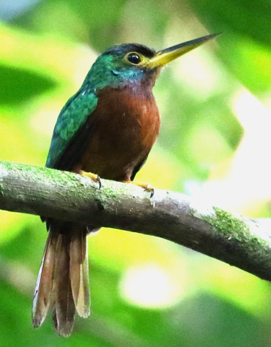 Jacamar à bec jaune - ML623898674