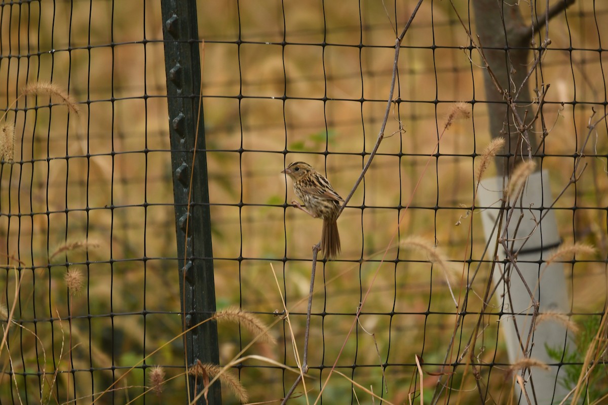 LeConte's Sparrow - ML623898677