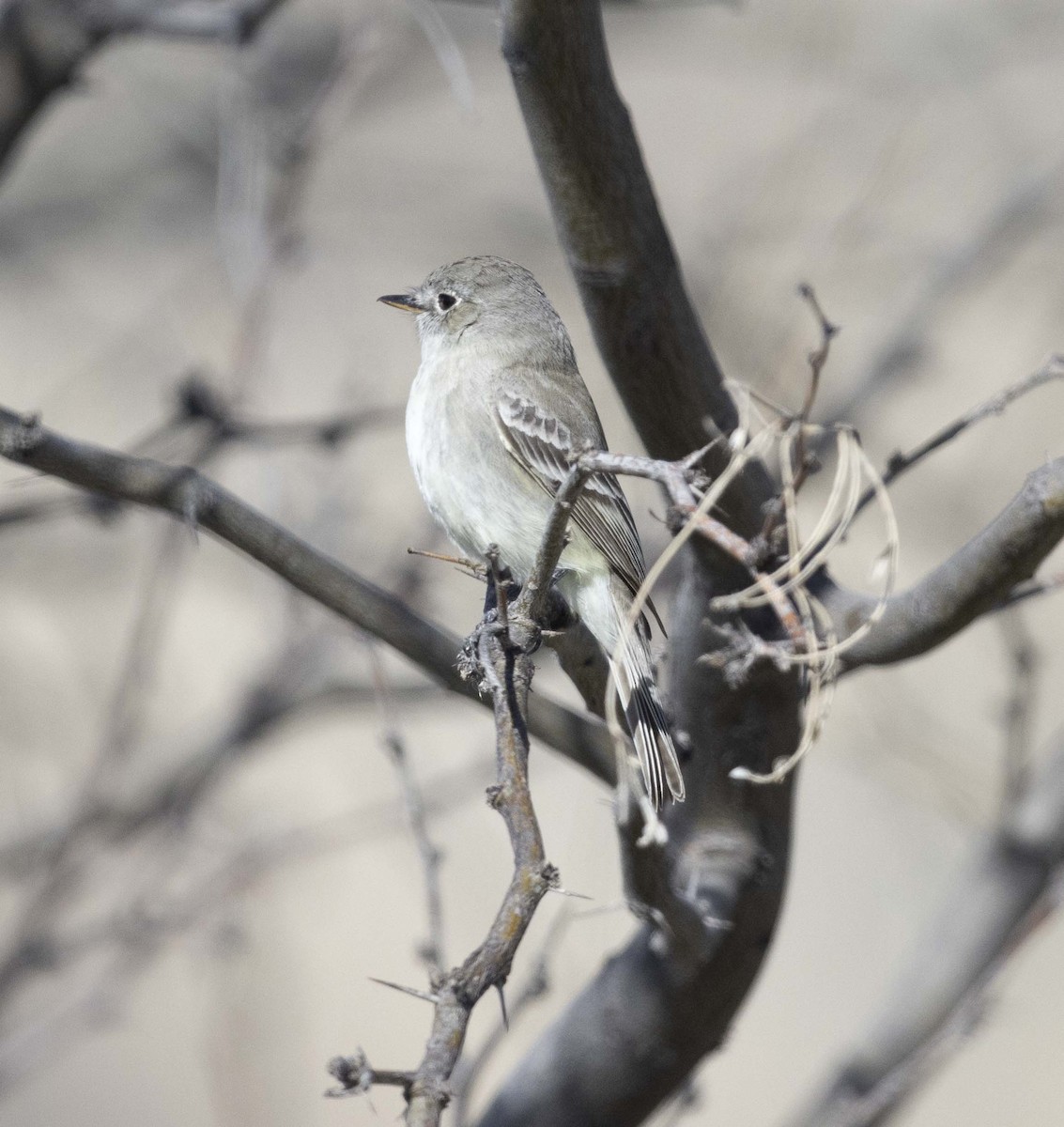 Gray Flycatcher - ML623898678