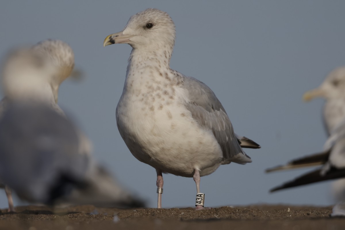 Goéland argenté - ML623898679