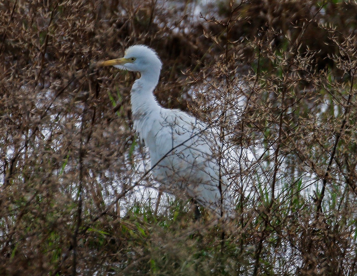 Héron de Coromandel - ML623898682