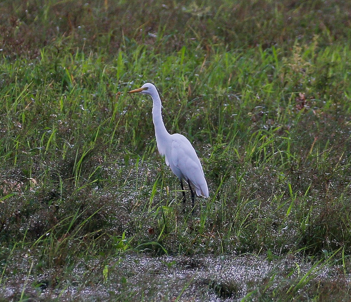 Medium Egret - ML623898690