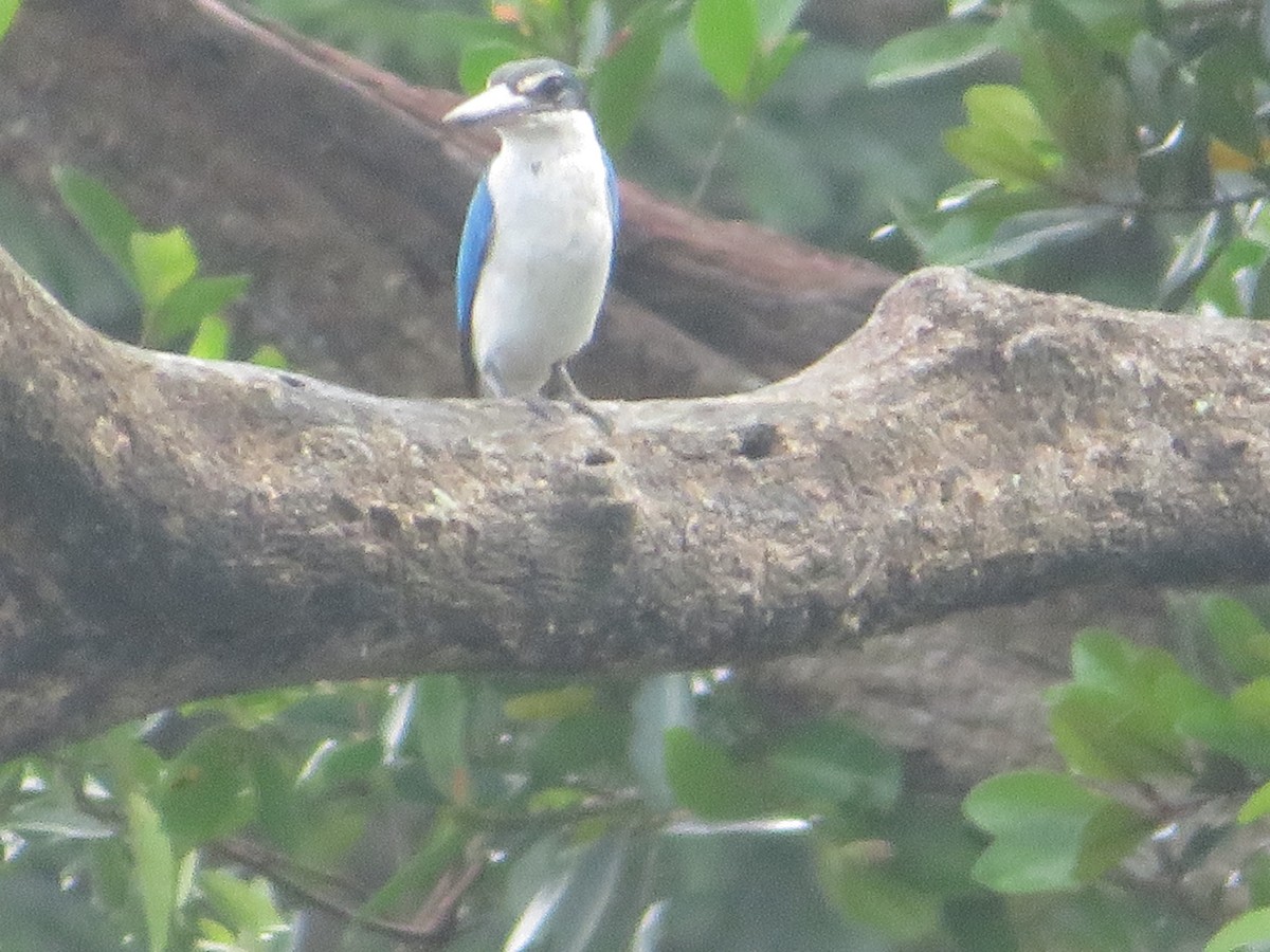 Collared Kingfisher - Ragupathy Kannan