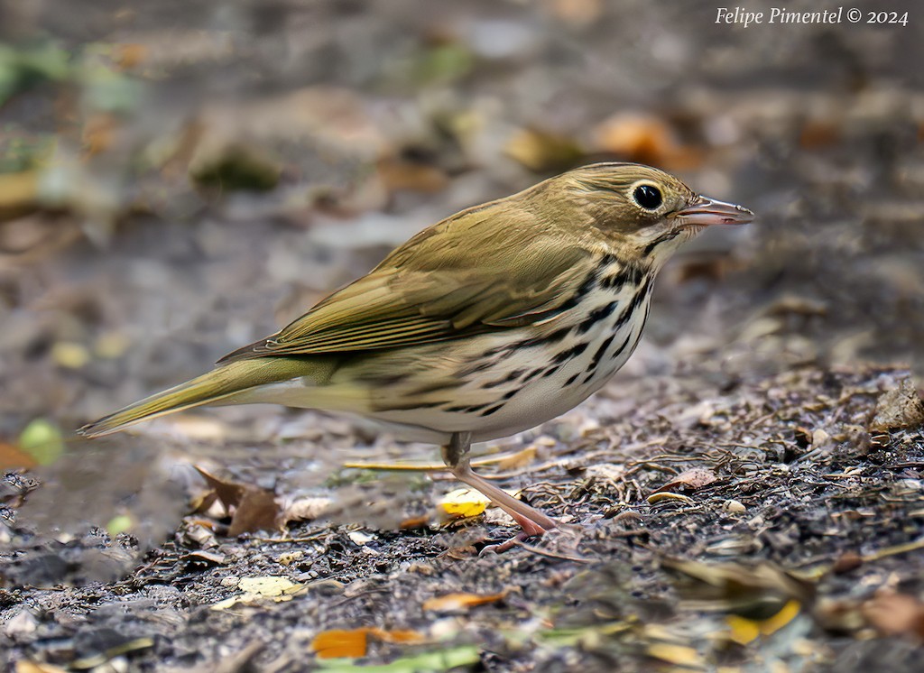 Ovenbird - ML623898698