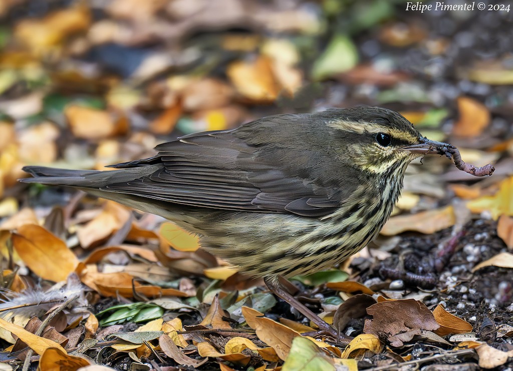 Northern Waterthrush - ML623898706