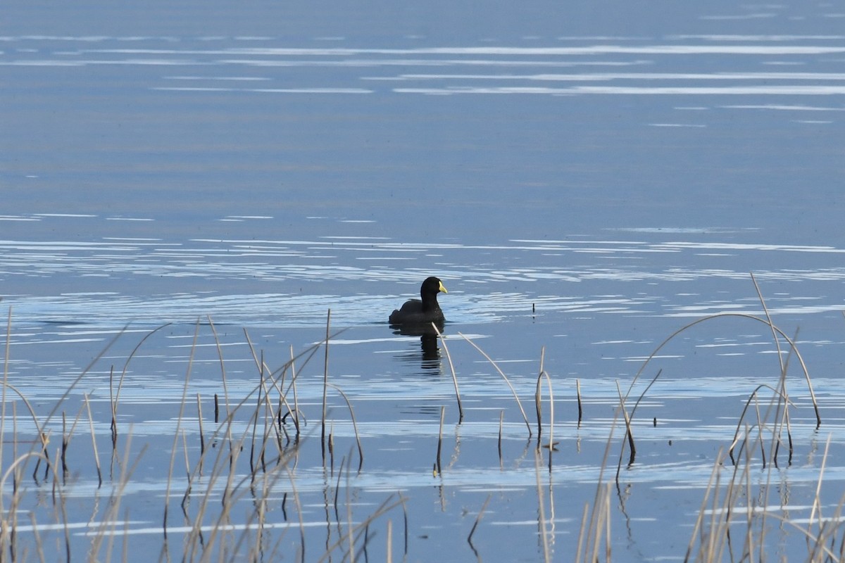 Weißflügel-Blässhuhn - ML623898718