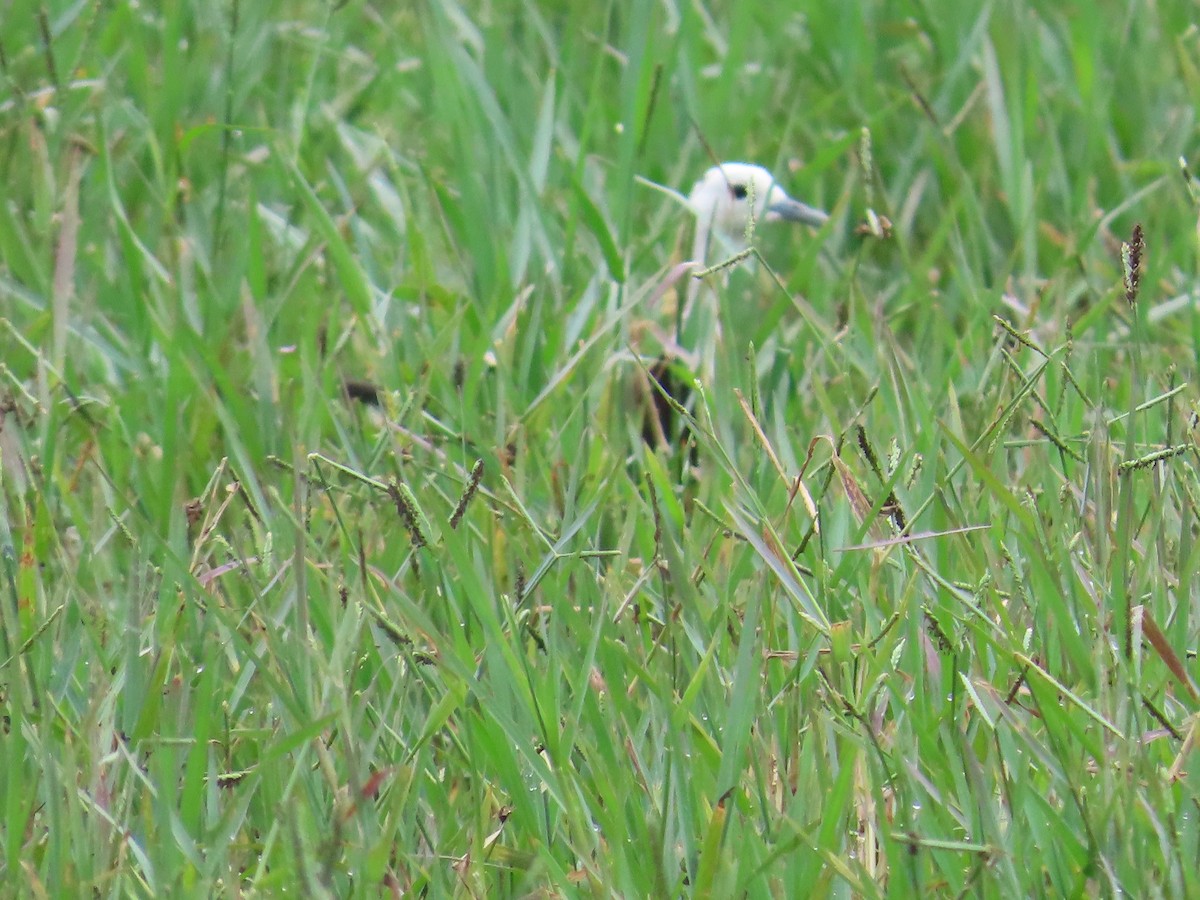 Jacana Colilarga - ML623898719